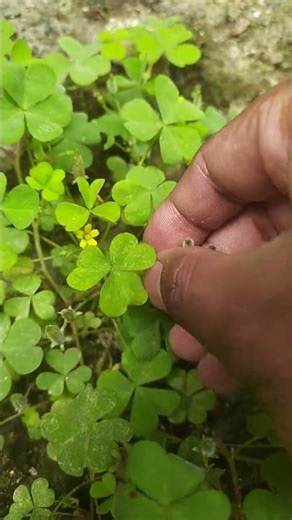 oxalis plant from kitchen garden #shorts #viral #garden #oxalis #facts