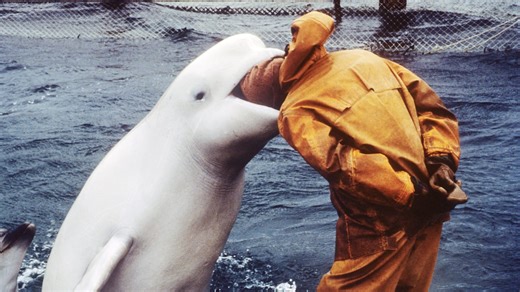 From problem-solving to emotional intelligence, these five animals exhibit brainpower that rivals humans.