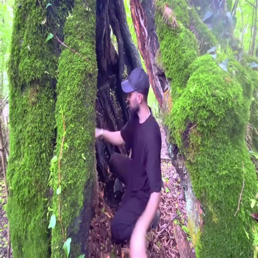 🏕️ Living Inside a Massive Tree | My Secret Bushcraft Home 🌲 🌲 Welcome to my secret bushcraft home hidden inside a massive tree! Experience off-grid living, survival skills, and the art of building a natural shelter deep in the forest. 🪵🔥 If you enjoy bushcraft, camping, and outdoor adventures, don't forget to like, comment, and follow for more amazing content! 🌿🏕️ #bushcraft #build #camping #survival #shelter