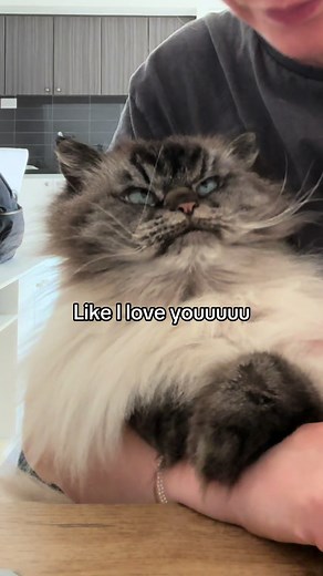 Cat Meme: Merlin Sues Me for Ruining Street Cred