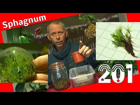 Moss Sphagnum moss propagation in the eternal terrarium and normal habitus