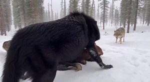 Enormous Black Wolf Takes Down Moose, but Rival Pack Moves In and Tense Standoff Follows Tetlin National Wildlife Refuge, AK — A rare and dramatic predator confrontation unfolded in the deep winter backcountry when an unusually large black wolf brought down a young moose, only to find itself surrounded moments later by three gray wolves from a rival pack. The encounter, captured by a remote camera trap, highlights the intense competition that erupts when food is scarce and temperatures plunge. T