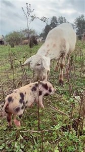 Sheep And Piglet Mingle With Each Other