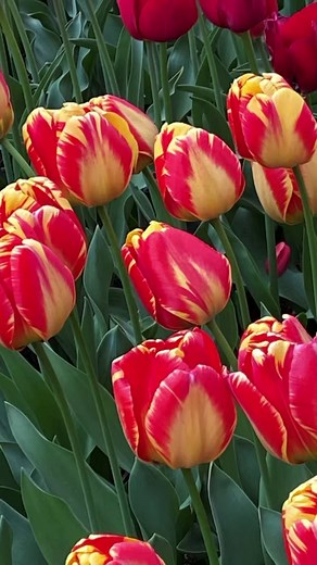 5K views · 116 reactions | Our 2023 Gala is the perfect way to Swing into Spring! With swing music from the Skagit Swing Big Band, a delicious dinner from the Swinomish Casino, a silent auction, a dessert auction, and more, this is a night you won’t want to miss. Buy your tickets at tulipfestival.org/gala or at the link in our story! | Skagit Valley Tulip Festival | Facebook