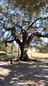 Peaceful Walk Through Forsyth Park | Nature, History & New Beginnings in Savannah