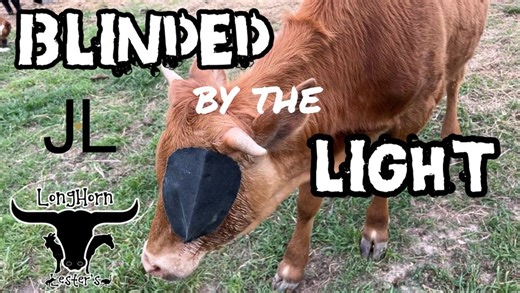 39K views · 6.9K reactions | Ruby has pink eye and needs treatment | Longhorn Lester's | Facebook