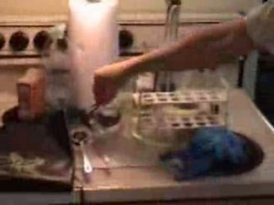 Here is the Elodea Lab...