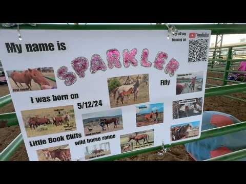 I was not ready for this ~ Sparkler the mustang gets a new home ❤️