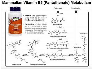Mammalian Pantothenic Acid (Vitamin B5) Processing & Metabolism