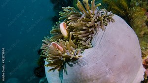 Beautiful white sea anemone with clownfish in rare ball shape on tropical coral reef, healing and relaxing image wide angle, close-up, Lembeh Strait, Indonesia, Asia
