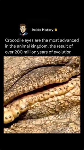 4.5M views · 3.6K reactions | Crocodile eyes are masterfully adapted...