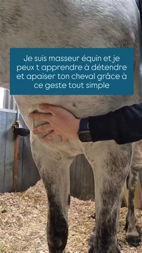 Ce petit geste tout simple qui permet de détendre ton cheval ✨️ Place ta main à plat sur les pectoraux ✨️ Realise de petits cercles ✨️ La pression est légère N oublie pas de ✔️ respirer calmement et profondément ✔️ de te concentrer sur ton cheval ✔️ d etre dans l instant present ✔️ de te mettre dans un endroit calme Si le bien-être de ton cheval t intéresse, que tu veux découvrir d autres tutos massage ou d exercices de renfo, appuie sur "suivre" pour ne pas manquer les prochains reels 😊 | Flor
