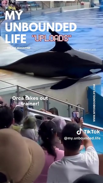 🎥 This orca incident is real—and terrifying. Who was the trainer? What caused the attack? And why do these patterns keep repeating in captivity? #orca #killerwhale #animalattack #wildlifeencounter #viralvideo #trending #fyp #foryou #mustsee #omg #scary #didyouknow #oceanlife #explorepage #videooftheday #animalfacts #newsclip #wtf #shocking #nature #seaworld #educationaltiktok #wildanimals #captivitykills #marineanimals #crazyvideo #animals #dangerousanimals #orcafacts #trainerattack