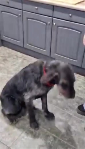 JASPER, The Handsome Pointer Mix. ​Jasper is a 3-year-old Pointer x Labrador. He is a truly friendly boy looking for his special someone. He is currently available for either foster or adoption. ​Jasper is well-trained and gentle—as you can see in his video where he shows off his "wait" and "paw" commands while wearing his dapper bow tie! ​🏠 Jasper’s Ideal Home: ​Only Pet: Jasper hasn’t lived with other dogs before, so he is looking for a home where he can be the center of attention. ​Secure Ga