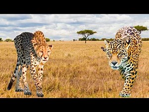 Jaguar Vs Cheetah: Speed, Strength, & Territory Debunked!