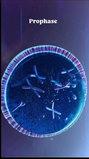 Biology Animation | Stages of Mitosis Explained Easily