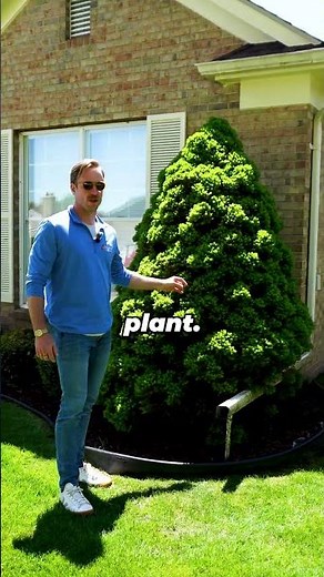 What Makes Dwarf Alberta Spruce Special?