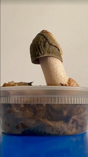 Timelapse of Mushroom Growth | Fascinating Fungal Life Cycle