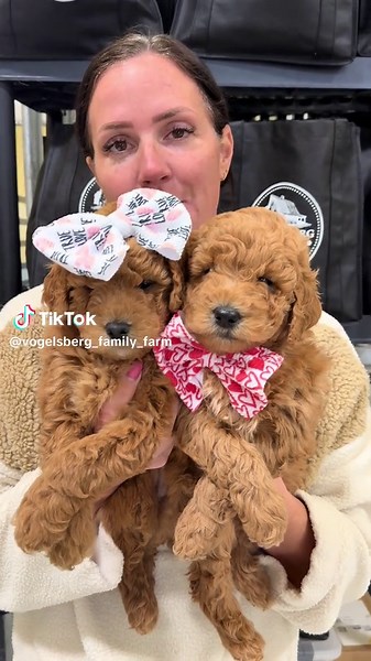 #vogelsbergfamilyfarm #toypoodle #minipoodle #poodlelove #poodlepuppy #poodlepuppies #puppyface #puppylover #cutepuppy #cutepuppies #cutepup #cutepups #cutepuppy #familypets #familypet #cutedogs #puppy #puppylove #puppies #puppiesoftiktok #hypoallergenicpuppies