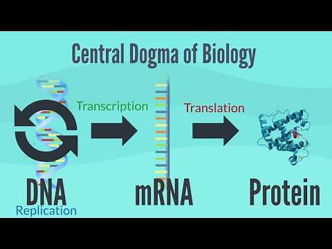 Central Dogma of Biology