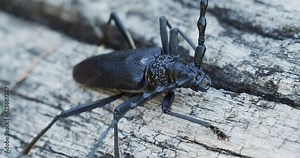 Cerambyx cerdo, the great capricorn beetle, on an oak tree bark