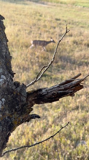 31K views · 242 reactions | A tough one to pass this morning  #huntclubtv #outdoors #deer Seven J Outfitters | Phillip Culpepper | Facebook