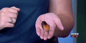 “Wild” event set for Mill Mountain Zoo