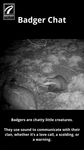 Badgers aren’t as silent as they seem — they’re actually surprisingly chatty little creatures! 🦡💬 Spend enough time near a sett and you might hear a whole badger conversation taking place underground… they grunt, snuffle, bark, growl — and even scream! 😮 Each sound has its purpose, from warning intruders to telling off a cheeky cub, or even calling out to a mate. 💚 Every noise tells a story — proving there’s much more to badgers than meets the ear! 👂🌿 📷@lookingforbadgers | Badger Trust
