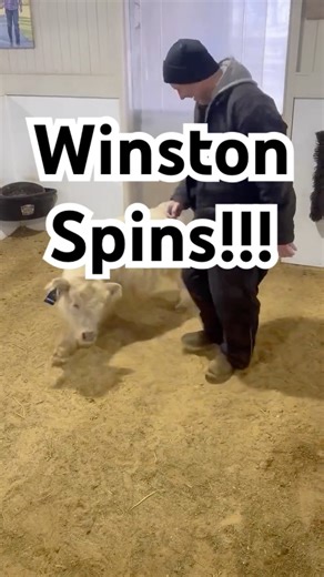 Winston Spins #fluffyfeatherfarm