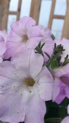 Petunias! These stunning light pink/lavender blooms are a garden favorite for a reason