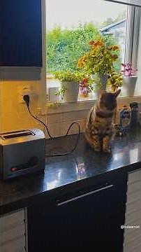 Hilarious Cats Jump Scare Compilation: Funny Feline Reactions!