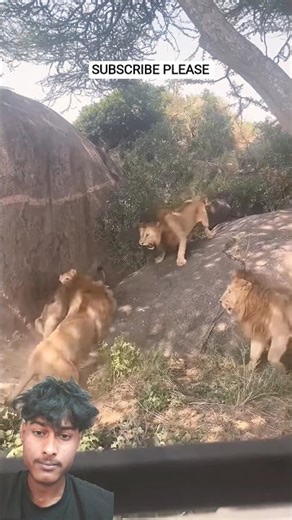7 saba Bora male Lions Fighting | Serrngeti National park