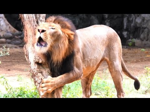 Lion so much angry and roaring very loudly | Gwalior Zoo | Zoological Park