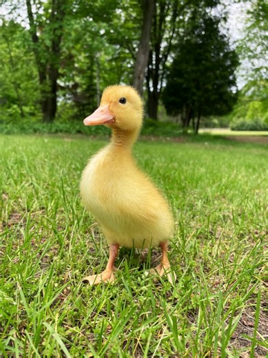 Adorable Small Duck Attempts Sugar On My Tongue Challenge