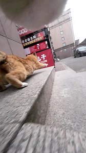 Maxwell's Cat: Stay Alert!