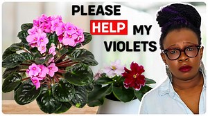 African Violets Care Tips & Common Disasters: How to Save Your Plants