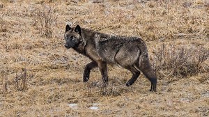 Yellowstone Visitors Left Horrified After a Man Approaches a Pack of Wolves