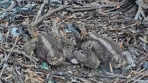 1.8K views · 150 reactions | 2020.10.13 - 23 & 22 days old - Ever wanted to look closely at a baby Ospreys feathers? | Port Lincoln Osprey | Facebook