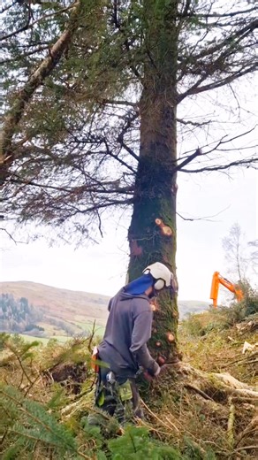 #treefelling #treecutting #usa #fbreels | Tree Arborist