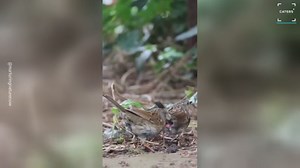 Rare Footage Shows Dunnock’s Mating Behaviour
