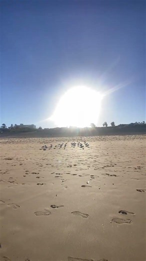 Freshwater beach #nature #amazing #birdslovers #viral #travel #vlogger #vlog #waves #viralvideo