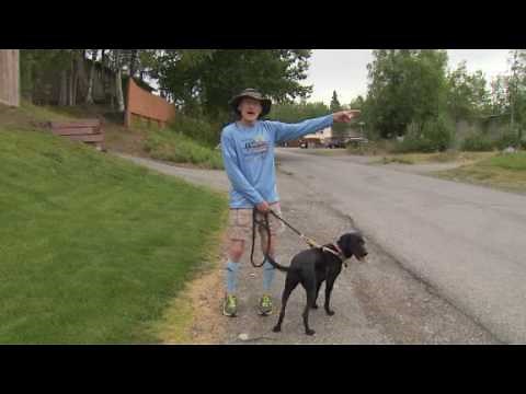 Video: Dog saves owner from moose attack
