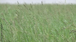 Grass in the wind in a green field. Background with a summer agricultural field and swaying wet tall grass.