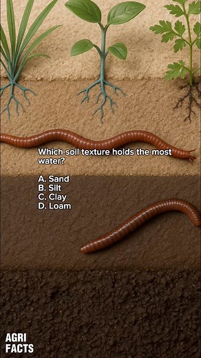 78K views · 909 reactions | Which texture takes the water holding power? Follow, like, and share for daily Q&A sessions and #AgriFacts! #SoilTexture | Agri Facts | Facebook