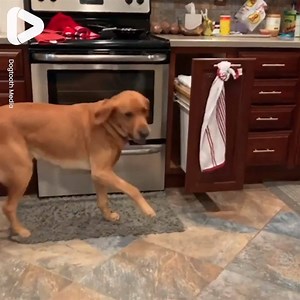 We don't deserve dogs 🐶😂 | IGV