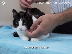 770K views · 1.9K shares | How to pick up a cat like a pro By Uri Burstyn Vancouver East Veterinary Clinic | 9GAG | Facebook