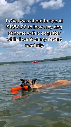 Finding places to exercise your dog just got easier while travelling on the road! #officialdogpack #dogtravel #dogsoftiktok #dogfriendly