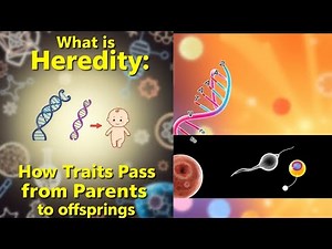 What Are Genes, DNA & Chromosomes? Simple Explanation for Students #genesis #DNA #biology