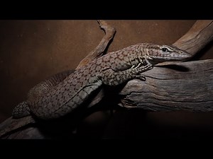 Freckled tree monitors (Varanus tristis orientalis) enclosure setup