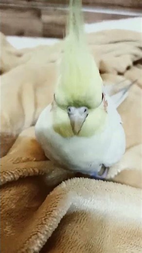 “Itna Pyara Kaise Lag Sakta Hai 😍 | Piku Sitting Calm & Cute”